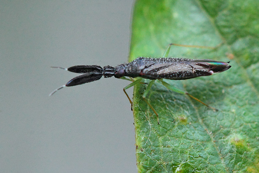 Miridae: Heterotoma cfr. planicornis